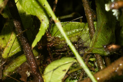 Ventrivomer ancyrophorus