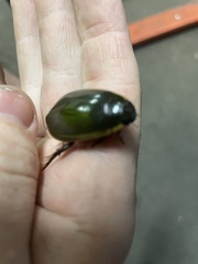 Cybister tripunctatus