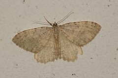 Triphosa sabaudiata