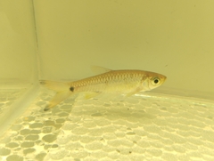 Rasbora vulgaris