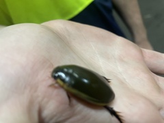 Cybister tripunctatus