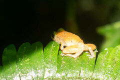 Pristimantis parvillus