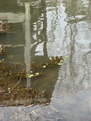 Hydrocotyle ranunculoides