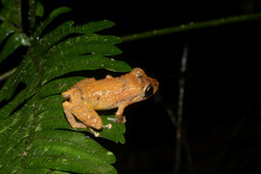 Pristimantis parvillus