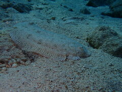 Pardachirus marmoratus