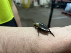 Cybister tripunctatus