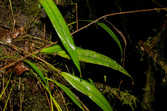 Pleurothallis ruscifolia