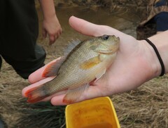 Lepomis punctatus