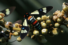 Euchromia folletii