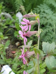 Silene colorata