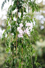 Podranea ricasoliana