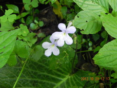 Streptocarpus polyanthus
