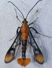 Synanthedon acerni