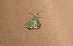 Drepanogynis bifasciata