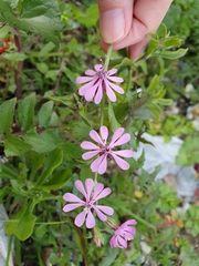Silene colorata