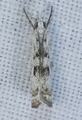 Microcrambus minor