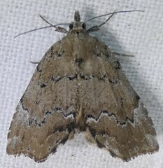 Cutina aluticolor