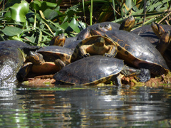 Trachemys ornata