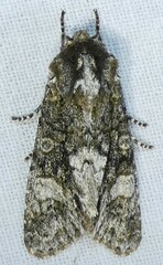 Copivaleria grotei