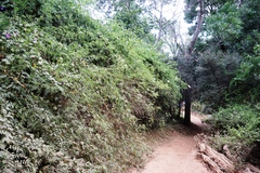 Podranea ricasoliana