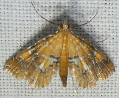 Elophila nebulosalis