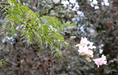 Podranea ricasoliana