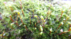 Brachytheciastrum velutinum