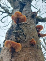 Flammulina velutipes