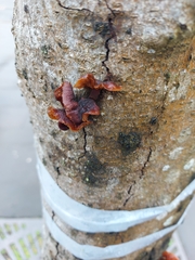 Flammulina velutipes