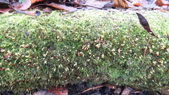 Brachytheciastrum velutinum