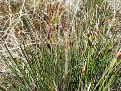 Schoenus nigricans