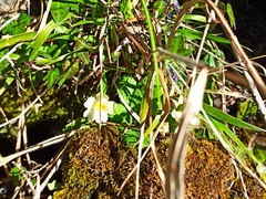 Primula vulgaris