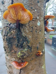 Flammulina velutipes