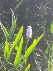 Pontederia cordata