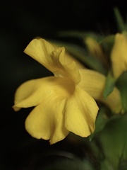 Barleria