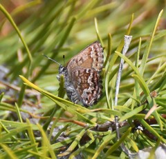 Callophrys niphon