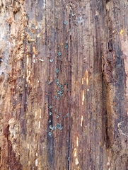 Chlorosplenium chlora