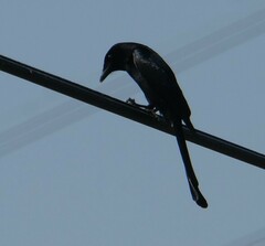 Dicrurus macrocercus harterti