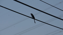 Dicrurus macrocercus harterti