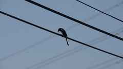 Dicrurus macrocercus harterti