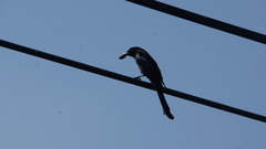 Dicrurus macrocercus harterti
