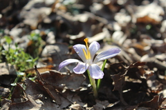 Crocus heuffelianus