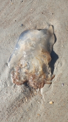 Rhopilema verrilli