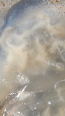 Rhopilema verrilli