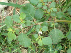 Trianthema portulacastrum