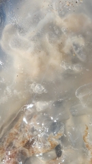 Rhopilema verrilli