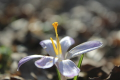Crocus heuffelianus