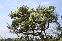 Eugenia capensis capensis