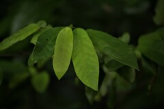 Monanthotaxis caffra