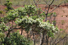 Eugenia capensis capensis